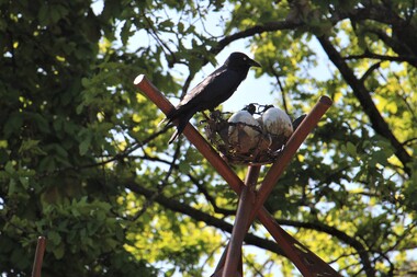 Photograph, Raven and nest sculpture at Wyreena Reserve Croydon 2023