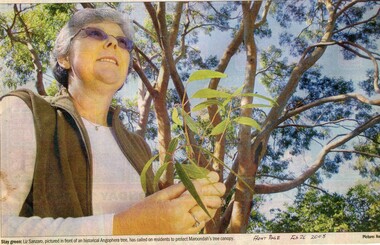 Newspaper, Font page newspaper article photo of Croydon Conservation Society president in front of angophera tree - February 2008