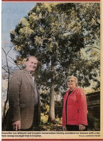 Newspaper, Picture by Lawrence Pinder of mature canopy eucalypt tree in Croydon, date and paper unknown
