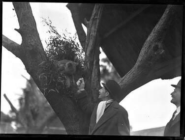 Photograph, Bull, Hugh Jones, 1897-1993, Vice-regal visit to zoo: Governor (Lord Huntingfield) and koala