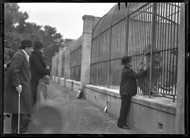 Photograph, Bull, Hugh Jones, 1897-1993, Vice-regal visit to Zoo: Lord Huntingfield greets the King of the Beasts