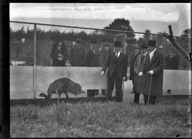 Photograph, Bull, Hugh Jones, 1897-1993, Vice-regal visit to zoo: Lord Huntingfield meets an emu