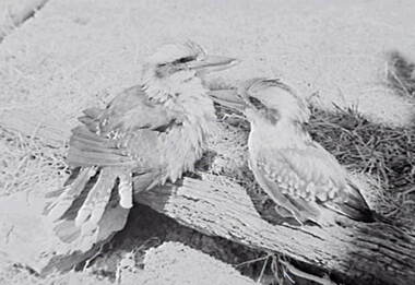 Negative - Kookaburras, Allan Doney, 1950 -1970