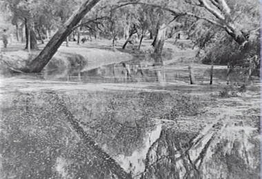 Negative - White Hills Gardens - Lake, Allan Doney, 1950 -1970