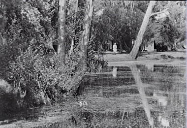 Negative - White Hills Gardens - Lake, Allan Doney, 1950 -1970