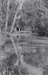 Negative - White Hills Gardens - Lake, Allan Doney, 1950 -1970