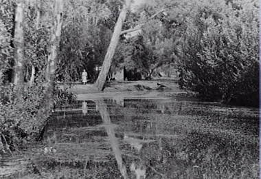 Negative - White Hills Gardens - Lake, Allan Doney, 1950 -1970