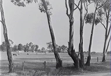 Negative - Farm - House - Gum - Trees, Allan Doney, 1950 -1970