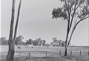 Negative - Farm - House - Gum - Trees, Allan Doney, 1950 -1970