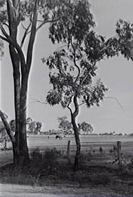 Negative - Farm - House - Gum - Trees, Allan Doney, 1950 -1970