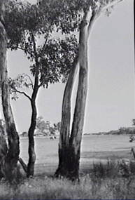 Negative - Farm - House - Gum - Trees, Allan Doney, 1950 -1970