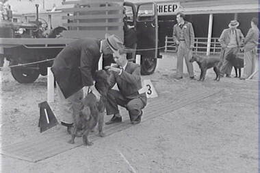 Negative - Dog Trials - Bendigo Show, Allan Doney, 1950 -1970