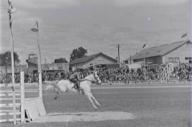 Negative - Bendigo Show - Equestrian, Allan Doney, 1950 -1970