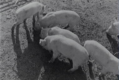 Negative - Pigs, Allan Doney, 1950 -1970