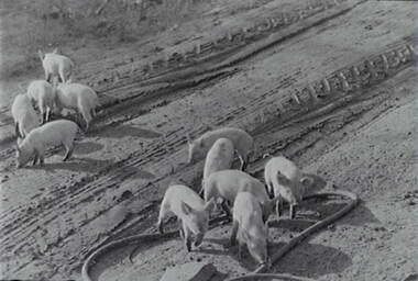 Negative - Pigs, Allan Doney, 1950 -1970