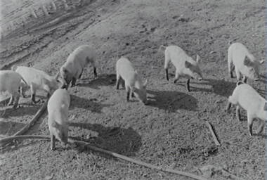 Negative - Pigs, Allan Doney, 1950 -1970