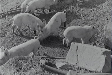 Negative - Pigs, Allan Doney, 1950 -1970