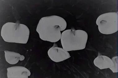Negative - Lilies, Allan Doney, 1950 -1970