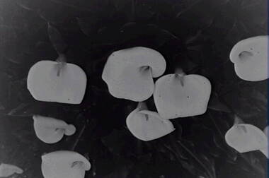 Negative - Lilies, Allan Doney, 1950 -1970
