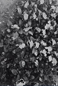 Negative - Pansies, Allan Doney, 1950 -1970