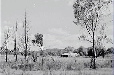 Negative - Cherry Tree Farm, Allan Doney, 1950 -1970