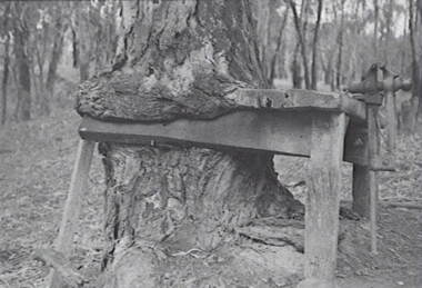 Negative - Echuca - Tree - Workbench, Allan Doney, 1950 -1970