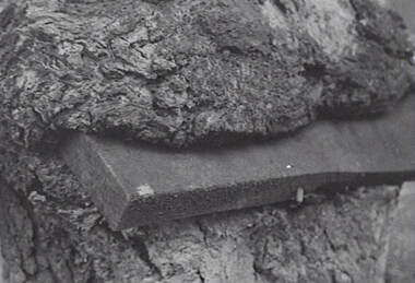 Negative - Echuca - Tree - Workbench, Allan Doney, 1950 -1970