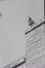 Negative - Bird - Brick Wall, Allan Doney, 1950 -1970