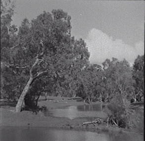 Negative - River - Trees, Allan Doney, 1950 -1970