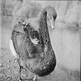 Negative - Swans, Allan Doney, 1950 -1970