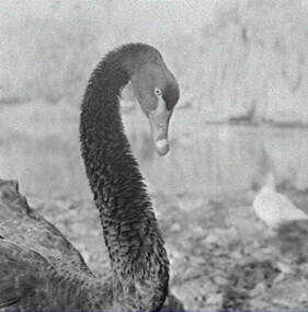 Negative - Swans, Allan Doney, 1950 -1970
