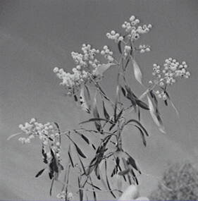 Negative - Whipstick - Gum Tree, Allan Doney, 1950 -1970