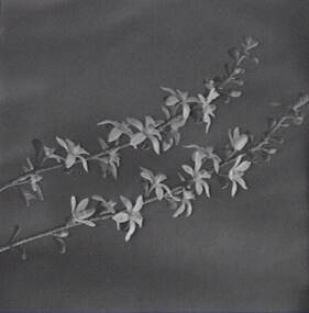 Negative - Blossom - Tree, Allan Doney, 1950 -1970