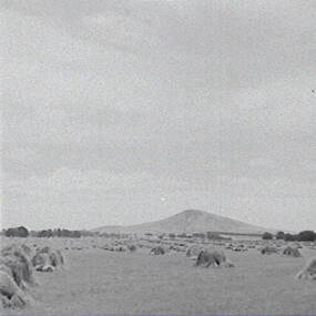 Negative - Campbelltown - Rural Scene - Hay Bails, Allan Doney, 1950 -1970