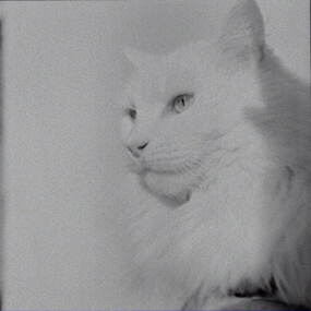Negative - Cat, Allan Doney, 1950 -1970