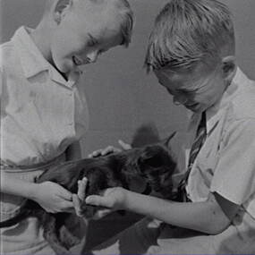Negative - Wilding Family - Boys and Dog, Allan Doney, 1950 -1970