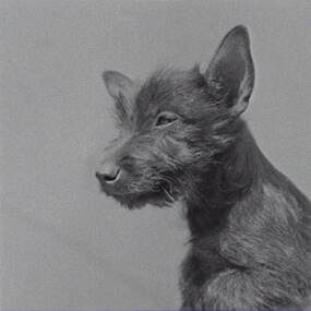 Negative - Wilding Family - Dog, Allan Doney, 1950 -1970