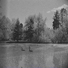 Negative - Lake - Swans - Trees, Allan Doney, 1950 -1970