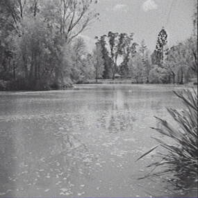 Negative - Lake - Trees, Allan Doney, 1950 -1970