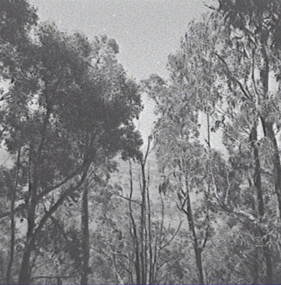 Negative - Mt Alexander - Gum Trees, Allan Doney, 1950 -1970