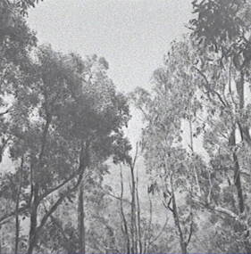 Negative - Mt Alexander - Gum Trees, Allan Doney, 1950 -1970