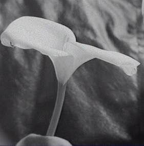 Negative - Lilly, Allan Doney, 1950 -1970