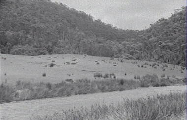 Negative - Sheep - River - Rocky Hills - Forest, Allan Doney, 1950 -1970