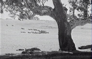Negative - Rural Scene - Gum Trees - Sheep, Allan Doney, 1950 -1970
