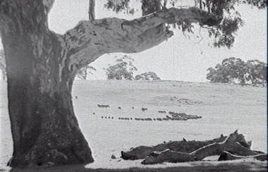 Negative - Rural Scene - Gum Trees - Sheep, Allan Doney, 1950 -1970