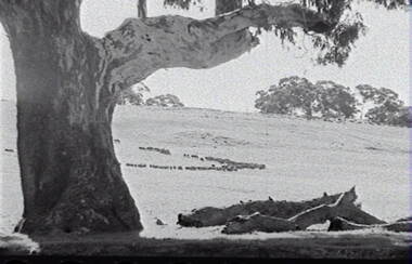 Negative - Rural Scene - Gum Trees - Sheep, Allan Doney, 1950 -1970
