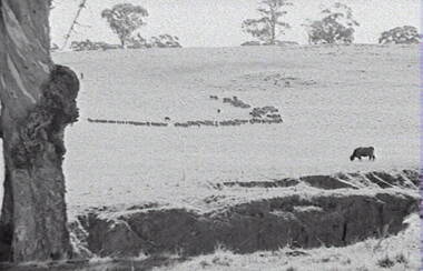 Negative - Rural Scene - Gum Trees - Sheep, Allan Doney, 1950 -1970