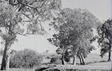 Negative - Rural Scene - Gum Trees - Sheep, Allan Doney, 1950 -1970
