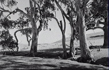 Negative - Rural Scene - Gum Trees - Sheep, Allan Doney, 1950 -1970
