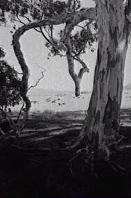 Negative - Rural Scene - Gum Trees - Sheep, Allan Doney, 1950 -1970